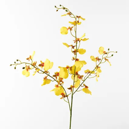 Dancing Orchid Yellow 98cm