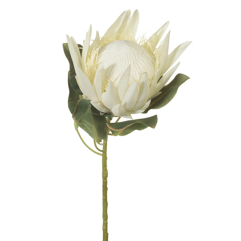 Protea King. Cream. Single Stem. 68cm