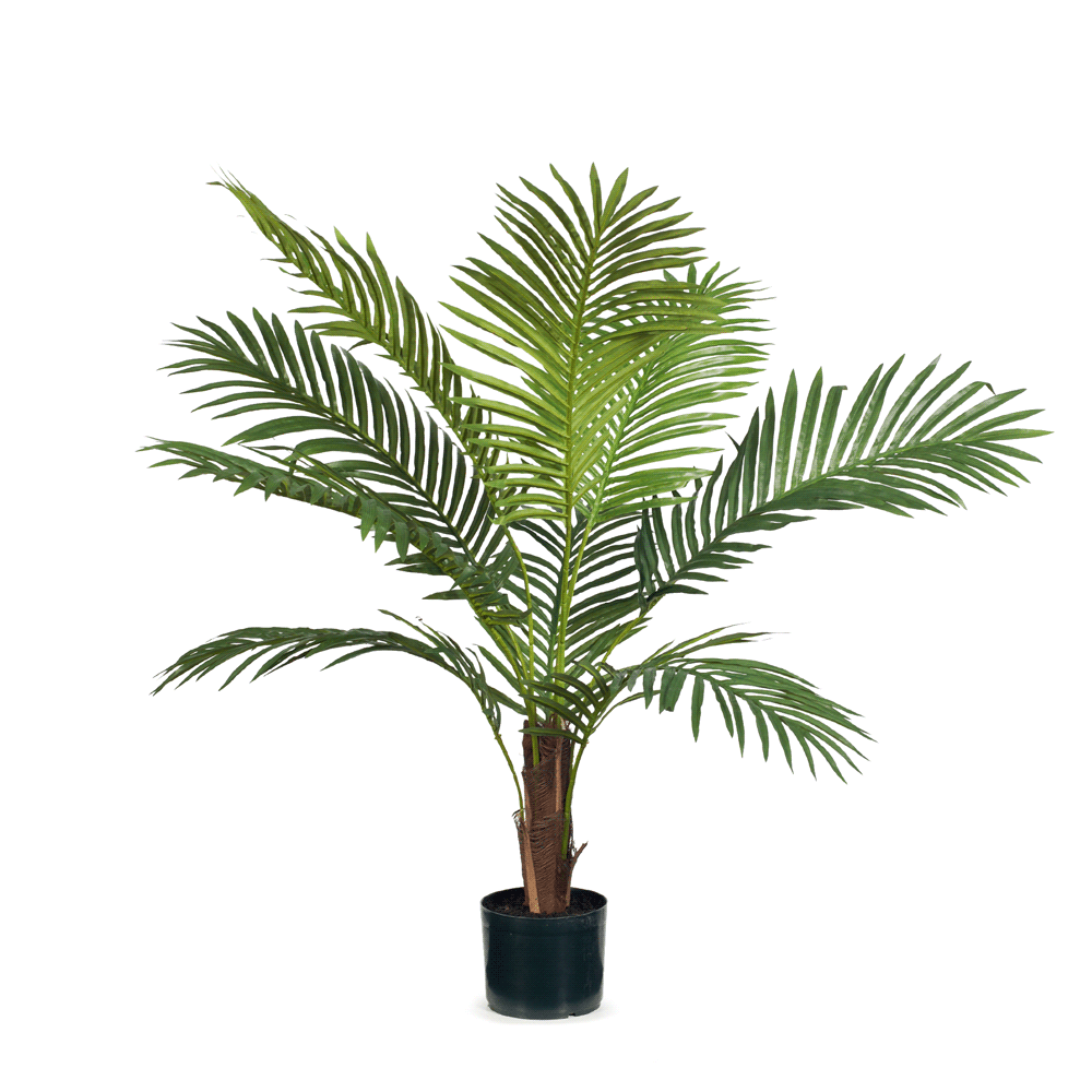 Palm Kentia Green 106cm