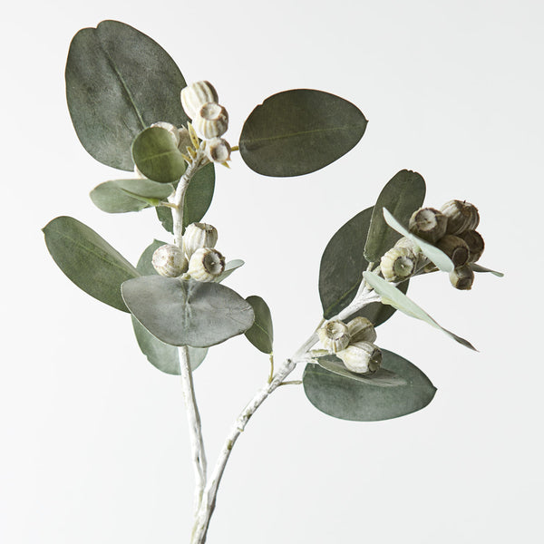 Eucalyptus Tetragona Spray Grey/ Green