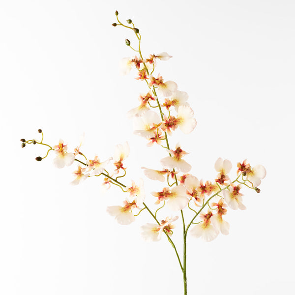 Orchid Dancing - Cream